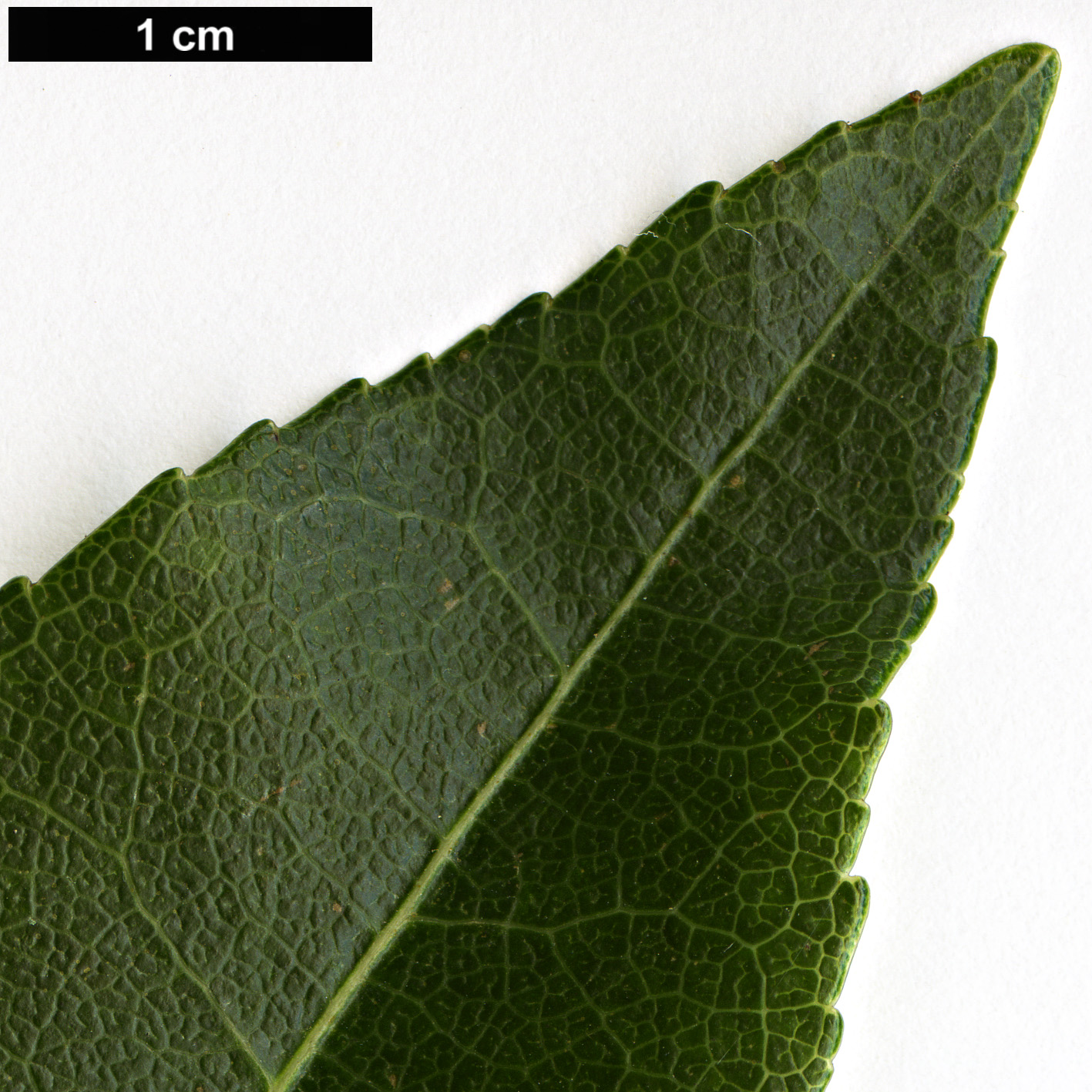 High resolution image: Family: Ericaceae - Genus: Pieris - Taxon: formosa - SpeciesSub: Forrestii Group’Wakehurst’